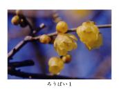 �~�Ƃ͕ʂ̎�ށA���肪�ǂ��B�Ԃт炪���E�׍H�̂悤�B�B�e����p�x�ɂނ��ĉԂ��炢�Ă���Ȃ��B