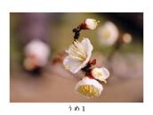 ���{�̔~�тŎB�e�B�g���炫����Ă���B�痢�̔~�т��Y��B�߂��Ɋ���ĎB�e�ł���B�����̕��̂悤�ł���B