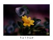 �����ԂɁu����ꂢ�����v�����邪�A�s���蒷���̂悤�B�킪���ڂ��̂ŉƂ̂��������ɍ炭�B