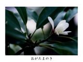 �_�؁B�������Ɠ������ԁB��e�̞Y�t�_�ЂɂĎB�e�B�������ԁB�Ԃ���������B