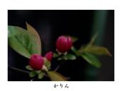 �J���Ă��Ȃ���ԁB�s���N�̐F���N�₩�B�J���ƐF�������Ȃ�B