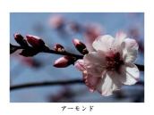 ���͂����m���Ǝv�����A�k�Ќ�A�[�����h�̖؂�����ɐA����ꂽ�B�A�[�����h���؂̓s���N��F�B����葁���炭�B3�����{�`���{�B