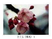 ���w���̎��ɂ͎U���Ă��邱�Ƃ������B