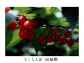 �����������Ȍ����B���A����n�A���ɂ��ꂽ�悤���B���n��A�q�������ɐU������O�ɎB�e�B