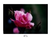 �J�������Ă��Q�ł����߁B����B