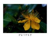 �߂��̌����Ȃ̂ŁA�^�C�~���O�����ĎB�e�ɍs����B