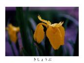 ���ʂ̉ԏҊ��Ƃ͈Ⴄ�B��v�B�Z�g��̒��F�Ɏ��X�Ƒ�����B