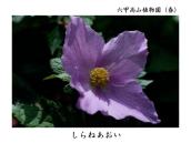 ����˂������Ȃ���˂��������B�������ԁB