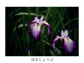 �痢�̓��{�뉀�ŎB�e�B�����ς��炭�̂ŎB�e����ɂ͉ԂƉԂ��d�Ȃ��Ă�����̂ł͂Ȃ��Ɨ����Ă����Ă�����̂�T���ƁA�͂�����Ƃ��Ă��̂��B�e�ł���B