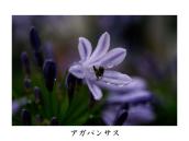 �A�K�y�͈��A�p���T�X�͉Ԃ��Ӗ�����M���V����B�Ԃ����킢�炵���̂ł��̂悤�ɖ��Â���ꂽ�B�J�̌㎩��߂��ŎB�e�B