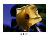 ����ԁB�H�{���q���܂̂���B