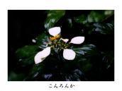 ��q���Ńg���b�L���O�������ɂ݂��ĎB�e�B��q�����Y�B