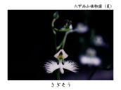 �������H���L�����悤�B���c�J��̉ԁB�������ԁB