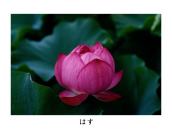 �͂��̗t�̗����ʂ��Ȃ��悤�ɐS�����Ă���B�J�����̈ʒu���������ĎB�e�B