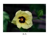 �I�N���̉ԂƎ��Ă���B�Ƃ̒�ō͔|�B