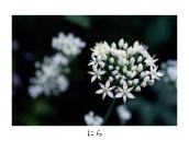 ���ꂢ�ȐF�̉Ԃ��炩����B