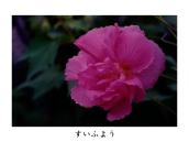 ���A�s���N�̔����F�B�����A�z��������ƐF���Z���Ȃ�B8���A10���ƔN2��炭�B