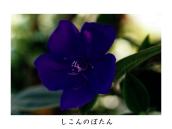 �u���W�����Y�B�����B9������炫�A�N���z���Ă܂ō炢�Ă���B