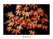 �t���B�t�̒��������ʂ��Ă���悤�ɎB�e�B