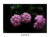 �Ԃ��񂴂��̗l�B