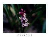 ���ꂪ��ɍ炭�Ƃ������Ƃ�����ƌ����Ă���B